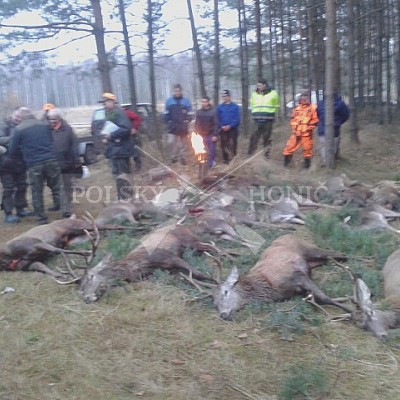 Rudziniec-Polsko-16.12.2017 naháňka-Debra,Dona (8ks černá, 6 ks vysoká,3ks dančí,3 ks srnčí)