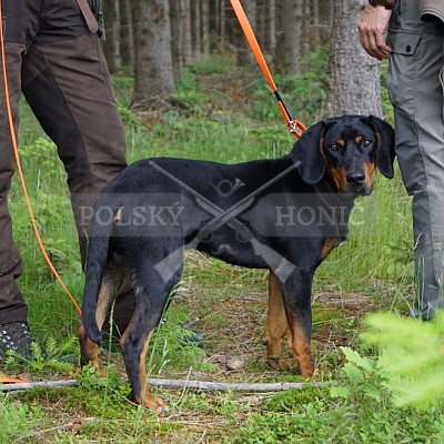 Výcvikový pobyt POLSKÝCH HONIČŮ  4-5.6.2022 VLS -divize Hořovice