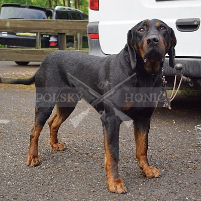Výcvikový pobyt POLSKÝCH HONIČŮ  4-5.6.2022 VLS -divize Hořovice