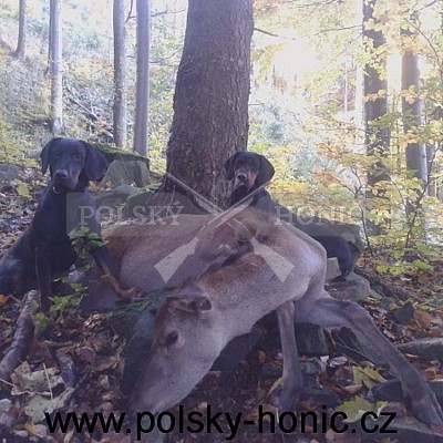 Polský honič
