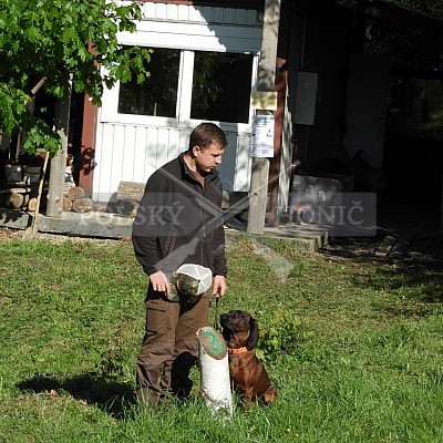 Výcvikový den Polských honičů v Lípě nad Dřevnicí 11.5.2019