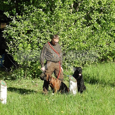 Výcvikový den Polských honičů v Lípě nad Dřevnicí 11.5.2019