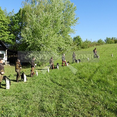 Výcvikový den Polských honičů v Lípě nad Dřevnicí 11.5.2019