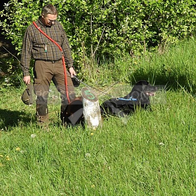 Výcvikový den Polských honičů v Lípě nad Dřevnicí 11.5.2019