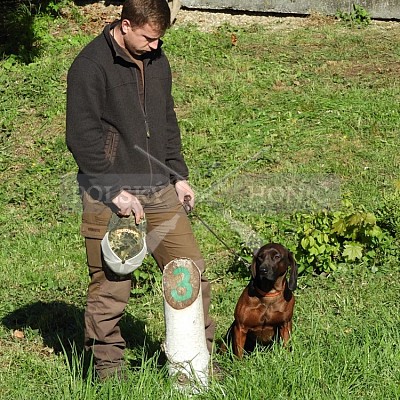 Výcvikový den Polských honičů v Lípě nad Dřevnicí 11.5.2019