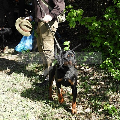Výcvikový den Polských honičů v Lípě nad Dřevnicí 11.5.2019