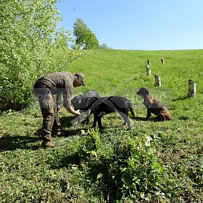 Výcvikový den Polských honičů v Lípě nad Dřevnicí 11.5.2019
