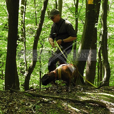 Výcvikový den Polských honičů v Lípě nad Dřevnicí 11.5.2019