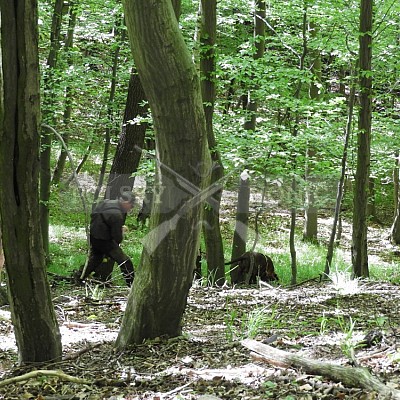 Výcvikový den Polských honičů v Lípě nad Dřevnicí 11.5.2019