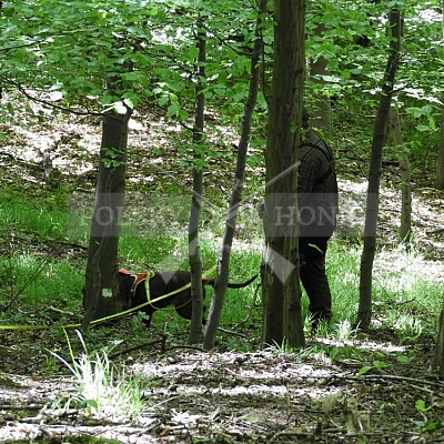 Výcvikový den Polských honičů v Lípě nad Dřevnicí 11.5.2019