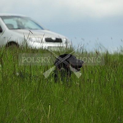 Výcvikový den Polských honičů v Lípě nad Dřevnicí 11.5.2019