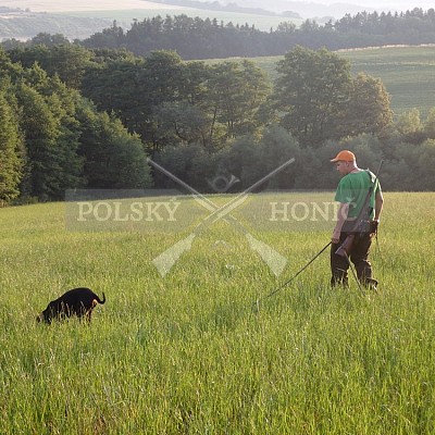Polský honič