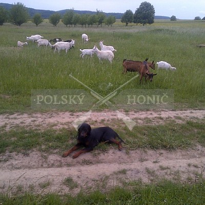 Odložení