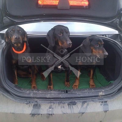 Transport na naháňku Polsko