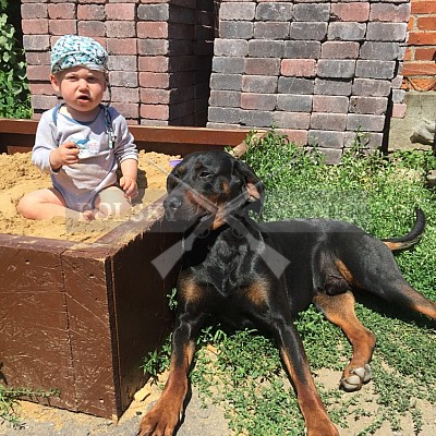 Děti a psi 