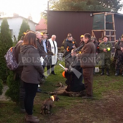 Sieraków Śląski-Polsko-28.10.2016- naháňka -Doker,Dzik,Debra,Dona (7ks vysoké,4ks černá,4ks srnčí)