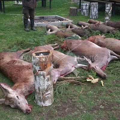 Sieraków Śląski-Polsko-28.10.2016- naháňka -Doker,Dzik,Debra,Dona (7ks vysoké,4ks černá,4ks srnčí)