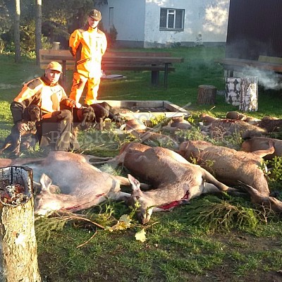 Sieraków Śląski-Polsko-28.10.2016- naháňka -Doker,Dzik,Debra,Dona (7ks vysoké,4ks černá,4ks srnčí)