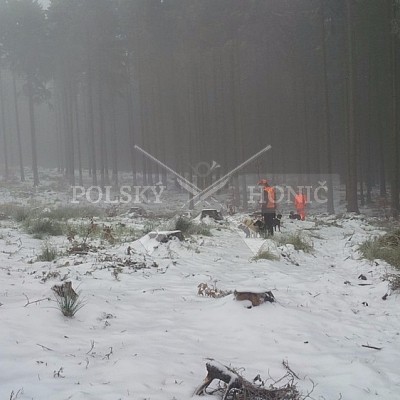 Vojenské lesy a statky ČR divize Lipník nad Bečvou 16.11.2016- POLSKÝ HONIČ 4x