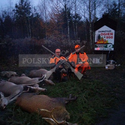 Rudziniec-Polsko -27.11.2016-naháňka - 2x Polský honič+1x Slovenský kopov