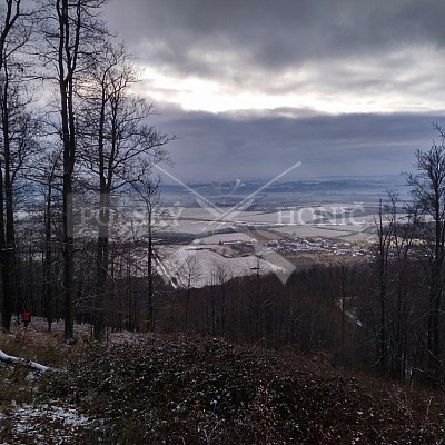 Vojenské lesy a statky ČR divize Lipník nad Bečvou 15.12.2016- POLSKÝ HONIČ 1x