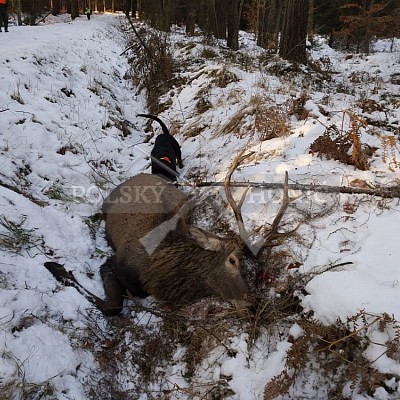 Kobior-Polsko - 6.1.2017-naháňka - 2x Polský honič