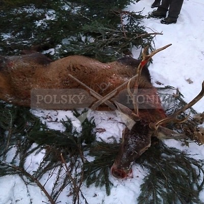 Kobior-Polsko - 6.1.2017-naháňka - 2x Polský honič