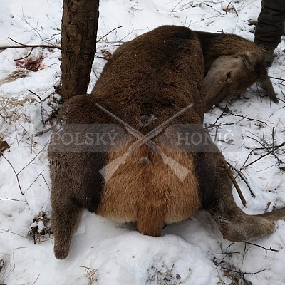 Kobior-Polsko - 7.1.2017- naháňka - 2x Polský honič