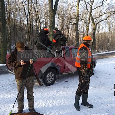Modzurow-Polsko - 8.1.2017-naháňka - 4x Polský honič+Alpský brakýř