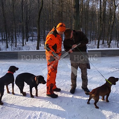 Modzurow-Polsko - 8.1.2017-naháňka - 4x Polský honič+Alpský brakýř