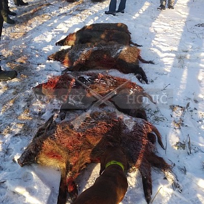 Modzurow-Polsko - 8.1.2017-naháňka - 4x Polský honič+Alpský brakýř