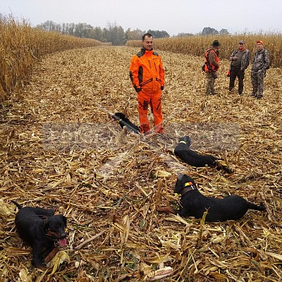 Nysa-Polsko - 21-22.10.2017 -naháňka- Dzik,Doker,Debra,Dona (1ks vysoká,7ks černá,2ks srnčí)