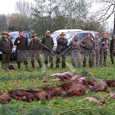 Nysa-Polsko - 21-22.10.2017 -naháňka- Dzik,Doker,Debra,Dona (1ks vysoká,7ks černá,2ks srnčí)