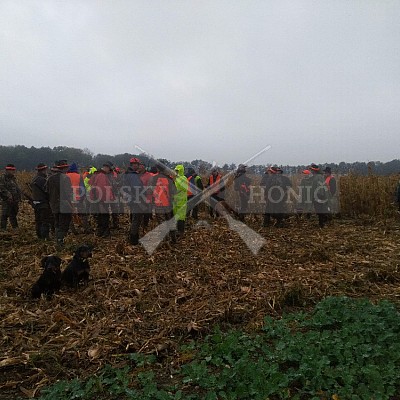Nysa-Polsko - 21-22.10.2017 -naháňka- Dzik,Doker,Debra,Dona (1ks vysoká,7ks černá,2ks srnčí)