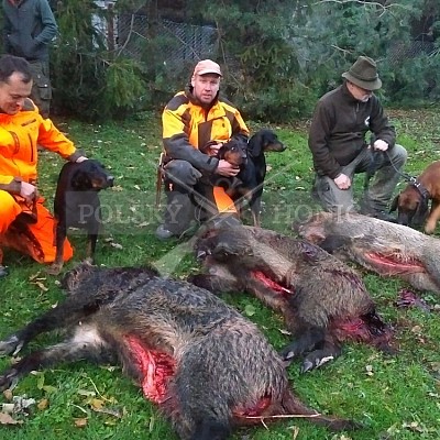Kietlice -Polsko-4.11.2017-naháňka-Dzik ,Doker,Dona (3 ks černá,1 liška)
