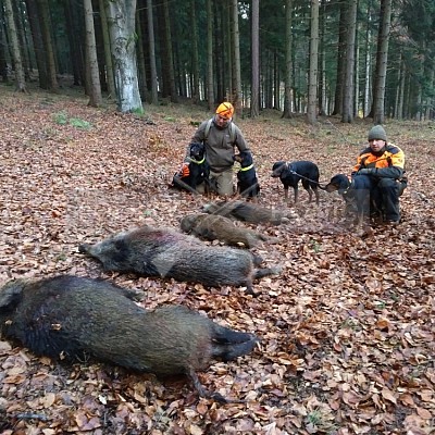 Kowary-Polsko-18-19.11-2017 naháňka-Dzik,Doker,Debra,Dona (5ks černá, 6 ks vysoká)