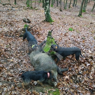 Vojenské lesy a statky ČR divize Lipník nad Bečvou 28.12.2017