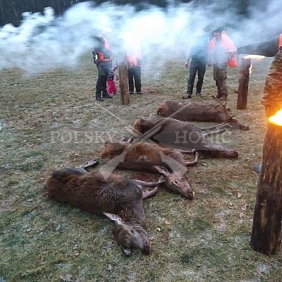 Dobrodzien-Polsko-30.12.2017 naháňka-7x Polský honič