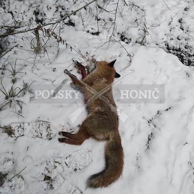 Gilowice-Polsko - 21.1.2018 -  závěrečná naháňka - 5x Polský honič