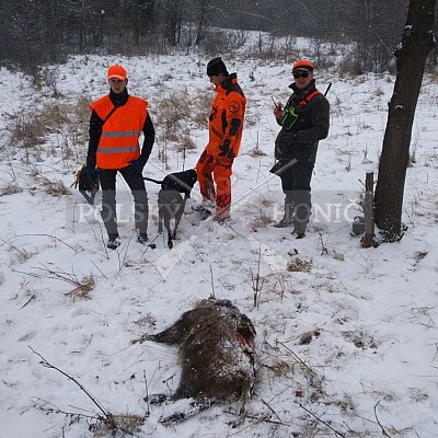 Gilowice-Polsko - 21.1.2018 -  závěrečná naháňka - 5x Polský honič