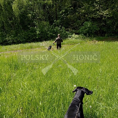 Výcvikový den Polských honičů v Lípě nad Dřevnicí 11.5.2019