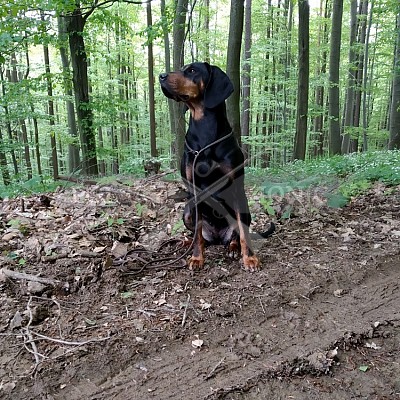Výcvikový den Polských honičů v Lípě nad Dřevnicí 11.5.2019