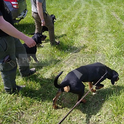 Výcvikový den Polských honičů v Lípě nad Dřevnicí 11.5.2019