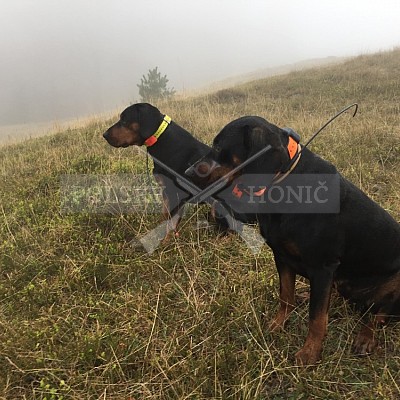 Ustroň-Polsko- 20.10.2018- 2x Polský honič