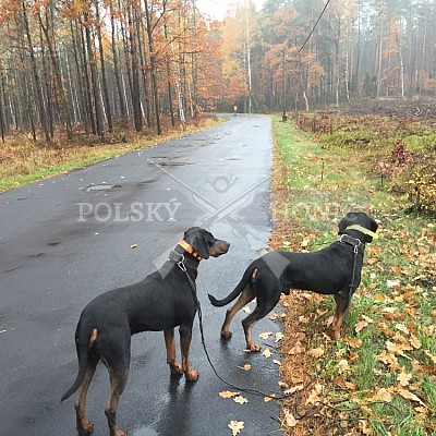 Kolo Lubliniec - Polsko - Pawelki 3.11.2018-5xPolský honič