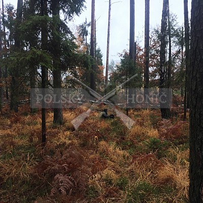 Kolo Lubliniec - Polsko - Pawelki 3.11.2018-5xPolský honič