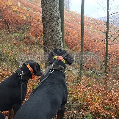 Vojenské lesy a statky ČR divize Lipník nad Bečvou 9.11.2018
