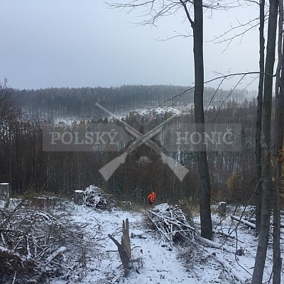 Jívová - ČR 21.11.2018 7 ks černé, 2 ks kolouch