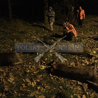 Jívová - ČR 21.11.2018 7 ks černé, 2 ks kolouch