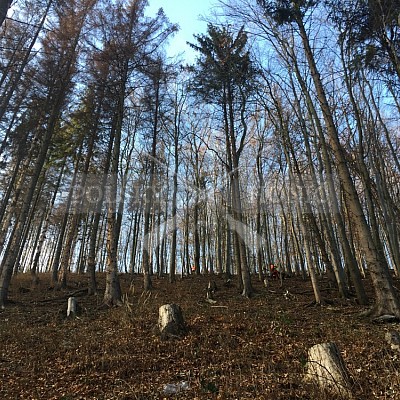 Vojenské lesy a statky ČR divize Lipník nad Bečvou 30.11.2018